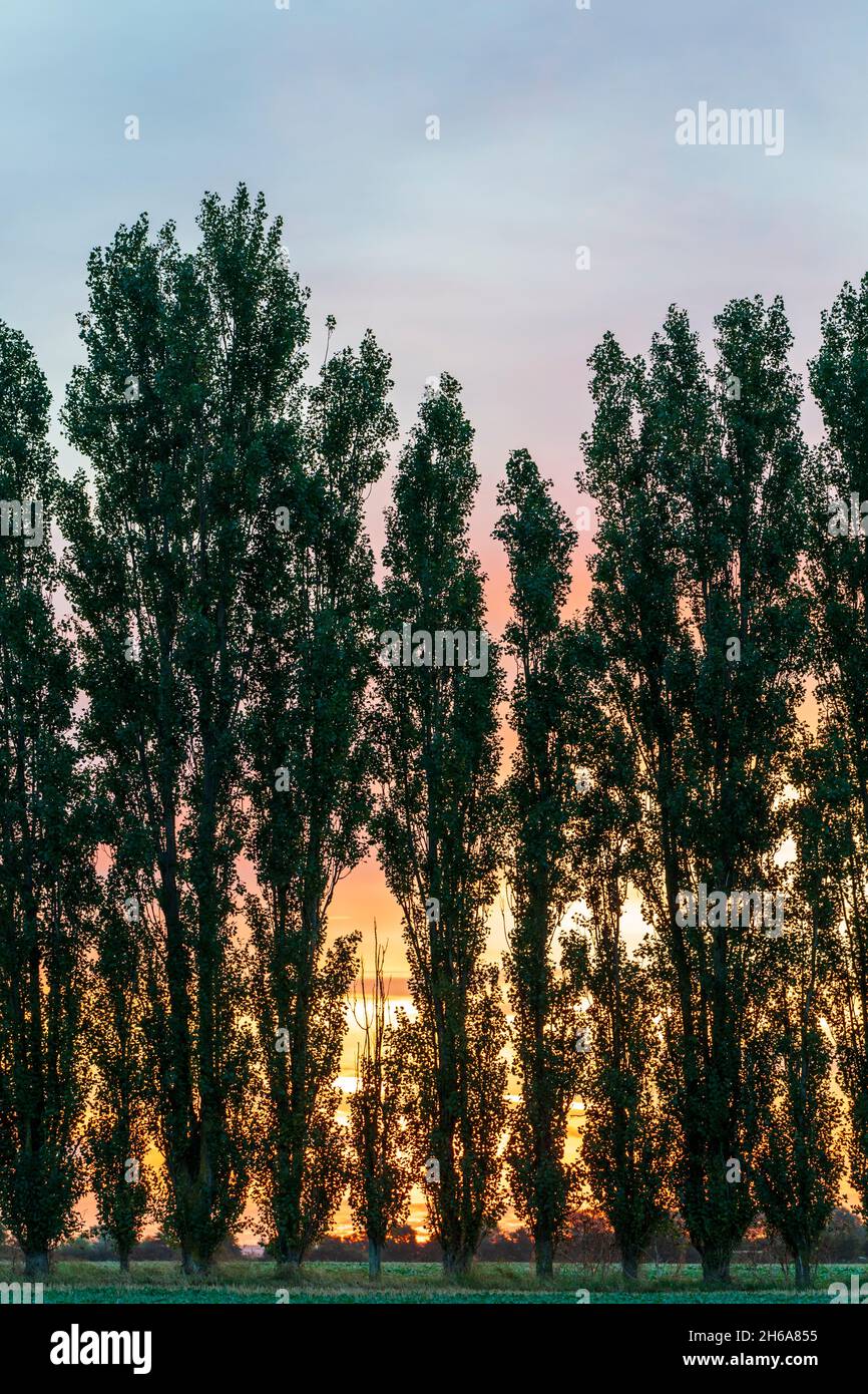 Row of trees against a dawn sky with orange sky on the horizon turning ...