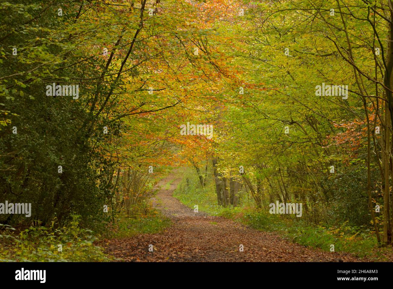 Broadleaved woodland hi-res stock photography and images - Alamy