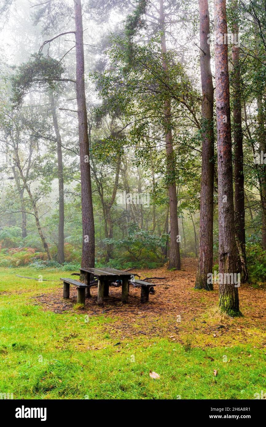 Misty morning with a wet wooden picnic table and two wooden benches in front of some tall trees in the Blean mixed woodland woods near Canterbury. Stock Photo