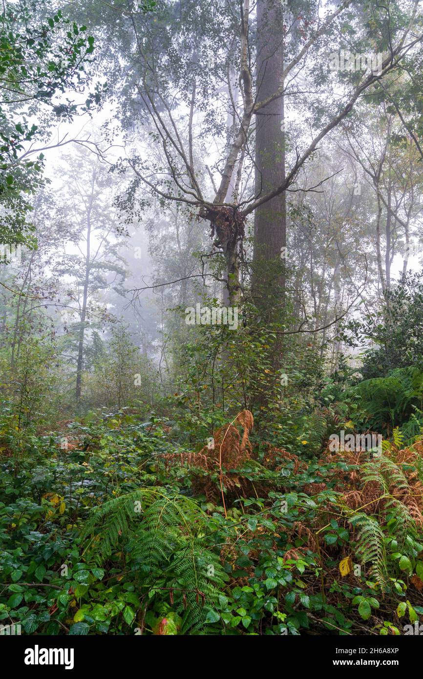 Ancient woodland on a misty morning at Blean woods near Canterbury in England. Ferns and undergrowth surround trees disappearing into the mist. Stock Photo