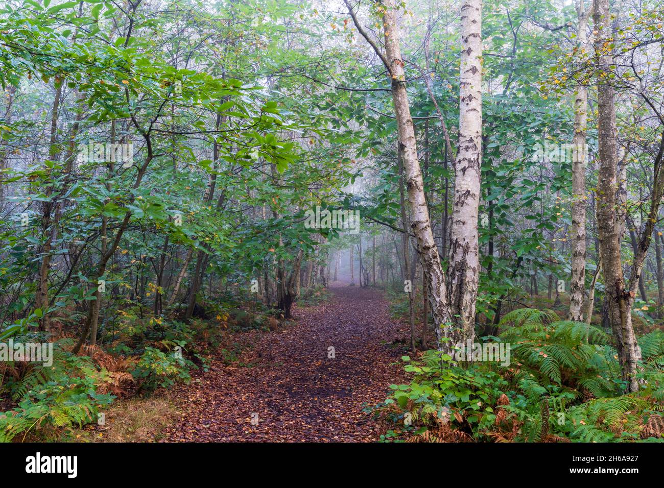 Woodland pathway through forest at Blean Woods in Kent on a wet misty cold morning in the autumn. Fallen leaves on the path through trees and ferns. Stock Photo