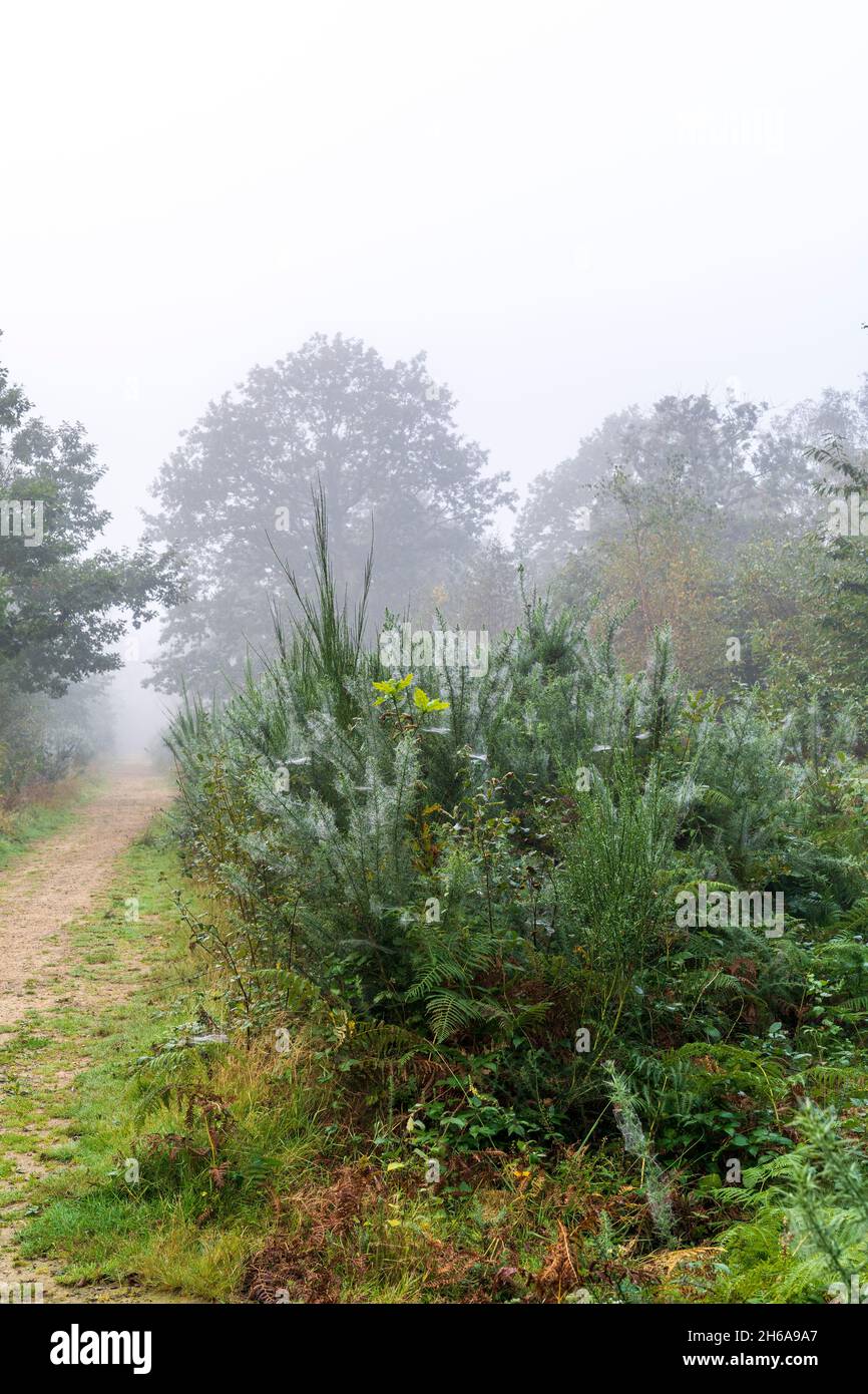 Woodland pathway through forest at Blean Woods in Kent on a wet misty cold morning in the autumn. Fallen leaves on the path through trees and ferns. Stock Photo