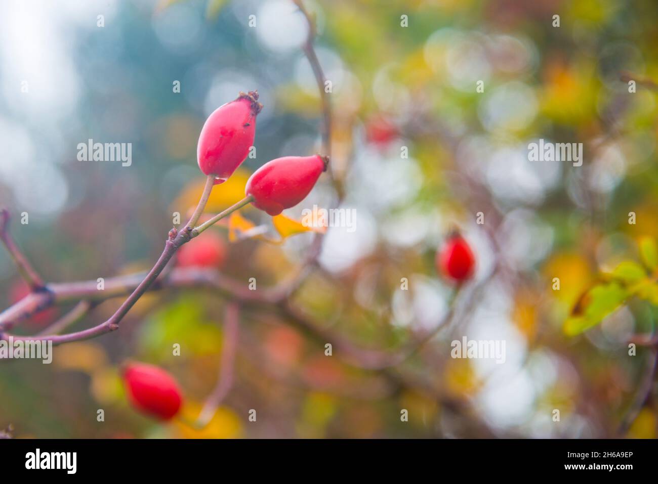 Rosehip berries. Stock Photo