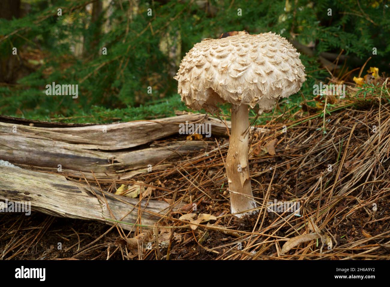 Shaggy parasol fungi Macrolepiota rhacodes growing in woodland. Stock Photo