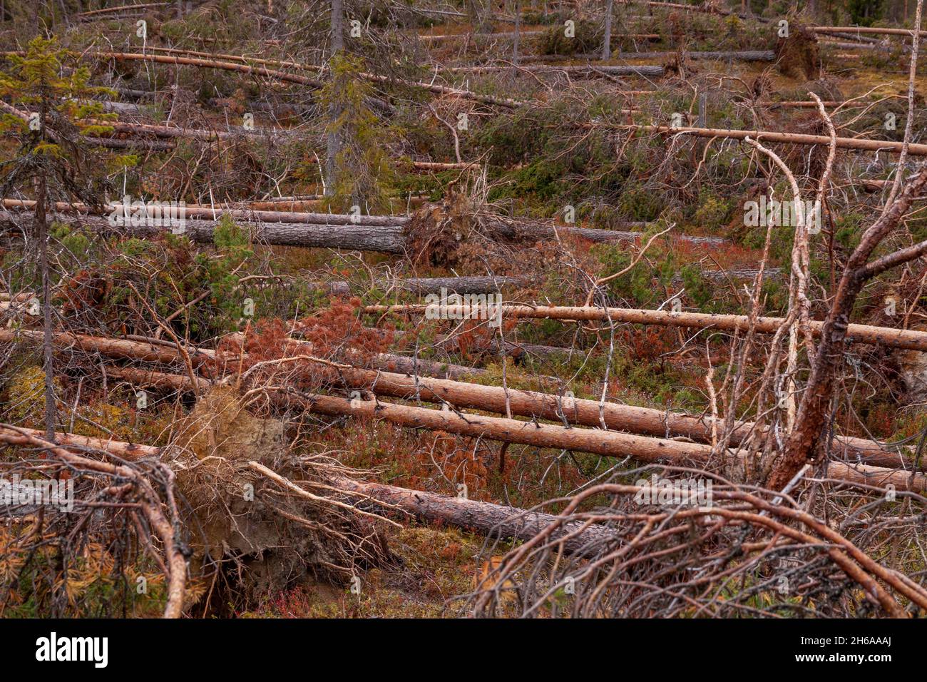 Fallen Pine trees in a forest after a storm. Storm damage shot near ...
