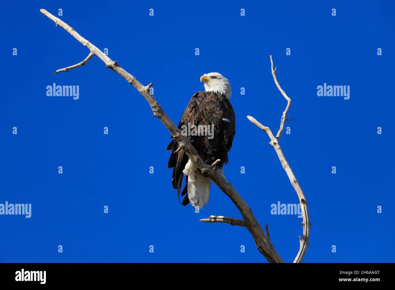 Bald Eagle haliaeetus leucocephalus on a tree branch against a blue sky Stock Photo