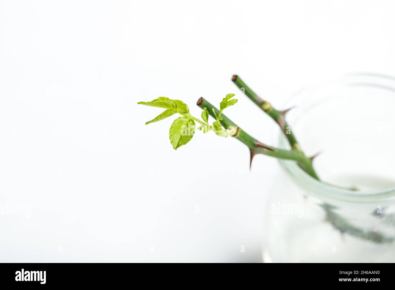 part of the stem roses with thorns isolated on white background Stock Photo