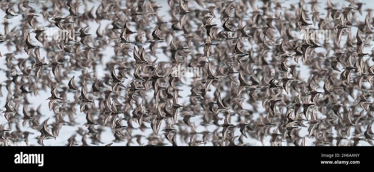 Dunlin in flight hi-res stock photography and images - Alamy