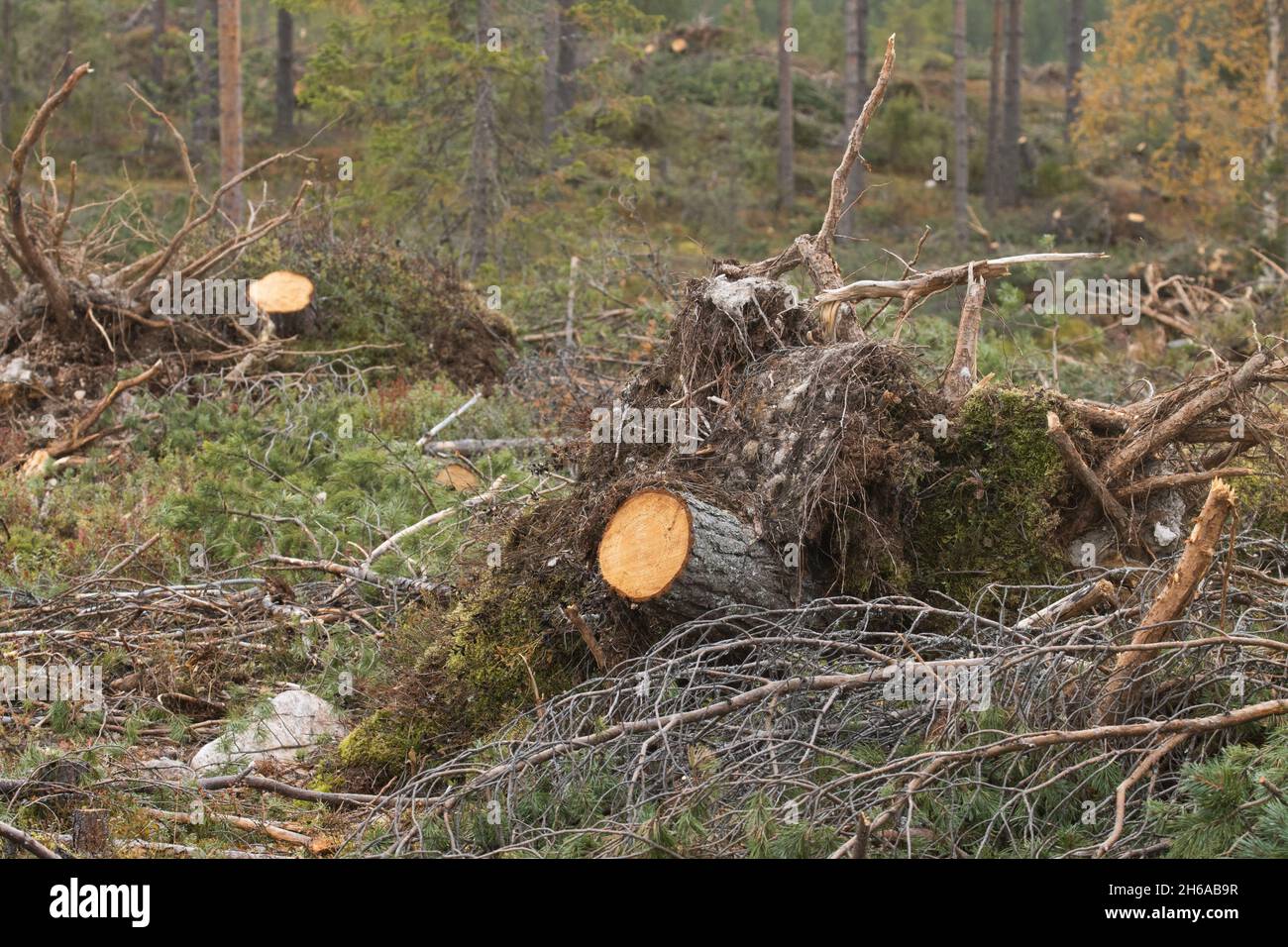 Fresh Pine tree stumps on a clear-cut area in Northern Finland. Stock Photo