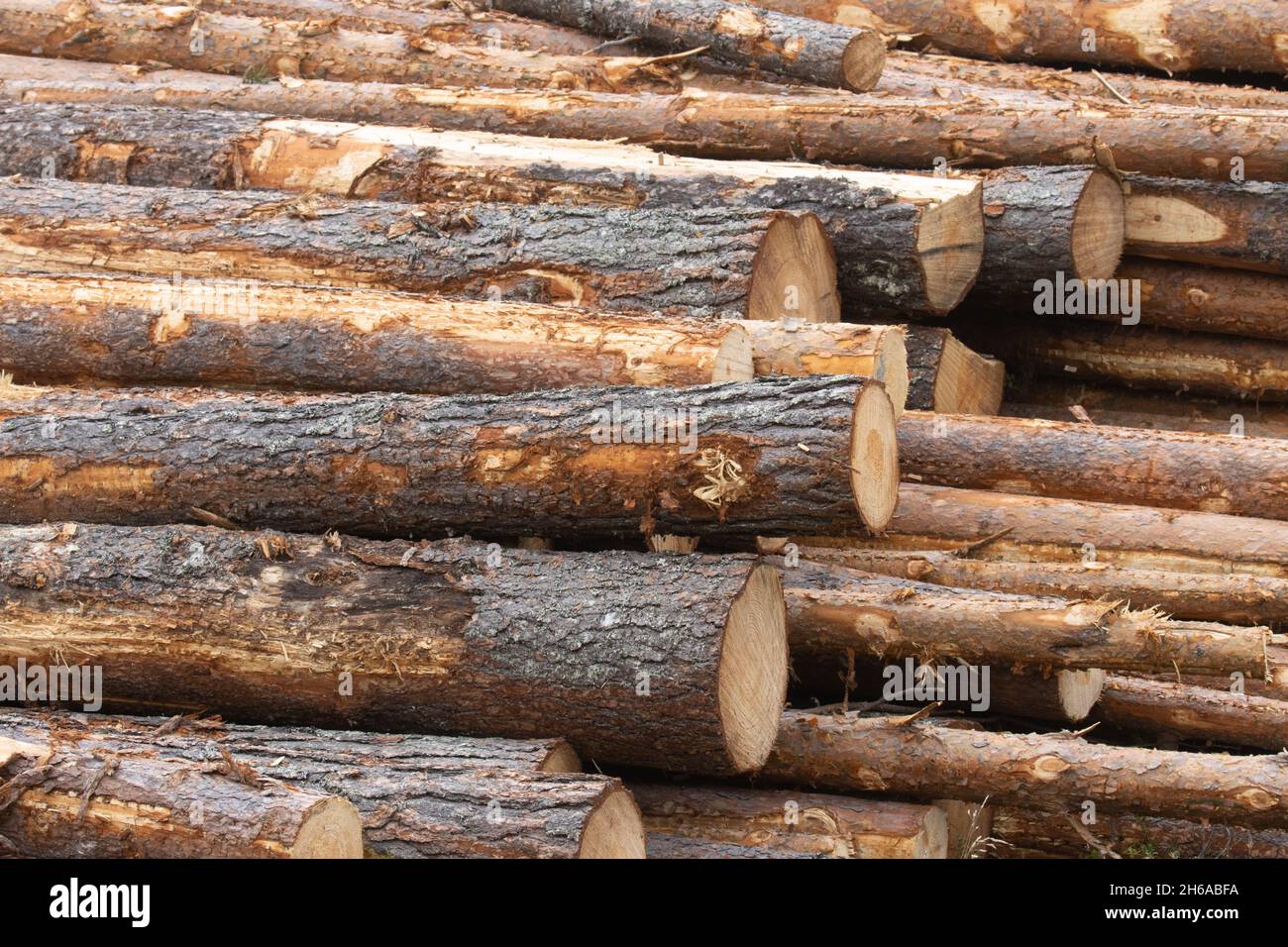 Freshly cut and piled lumber conifer trees as a raw material resource