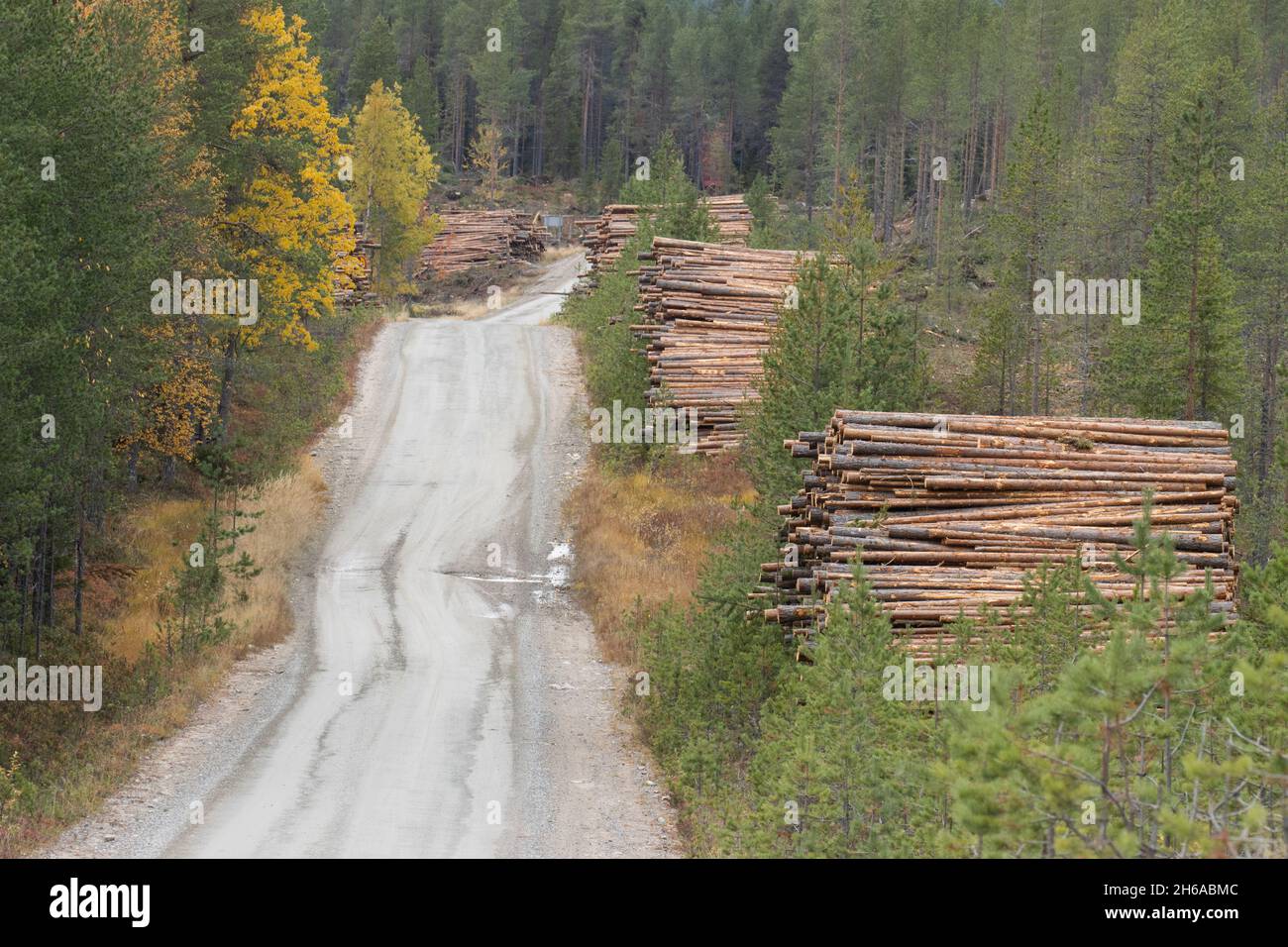 Freshly cut and piled lumber conifer trees as a raw material resource