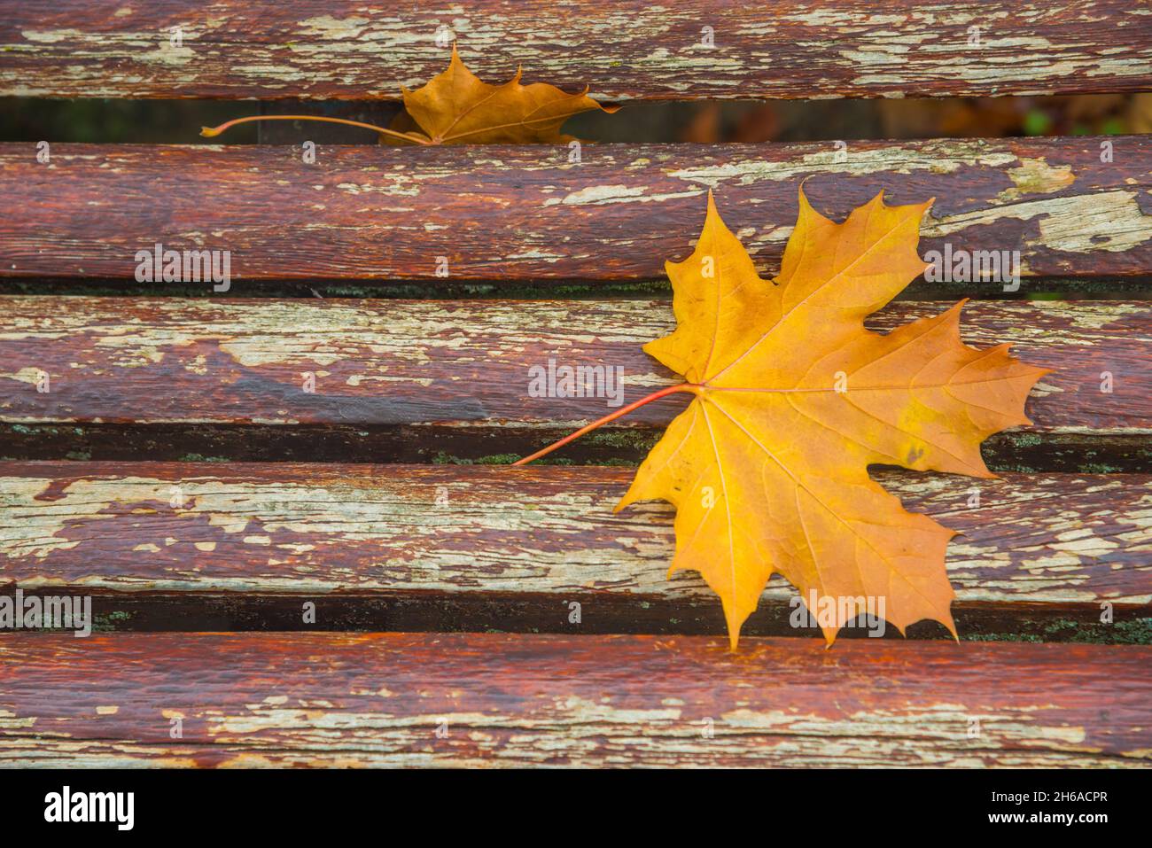 Autumn leaf on wooden bench.a Stock Photo