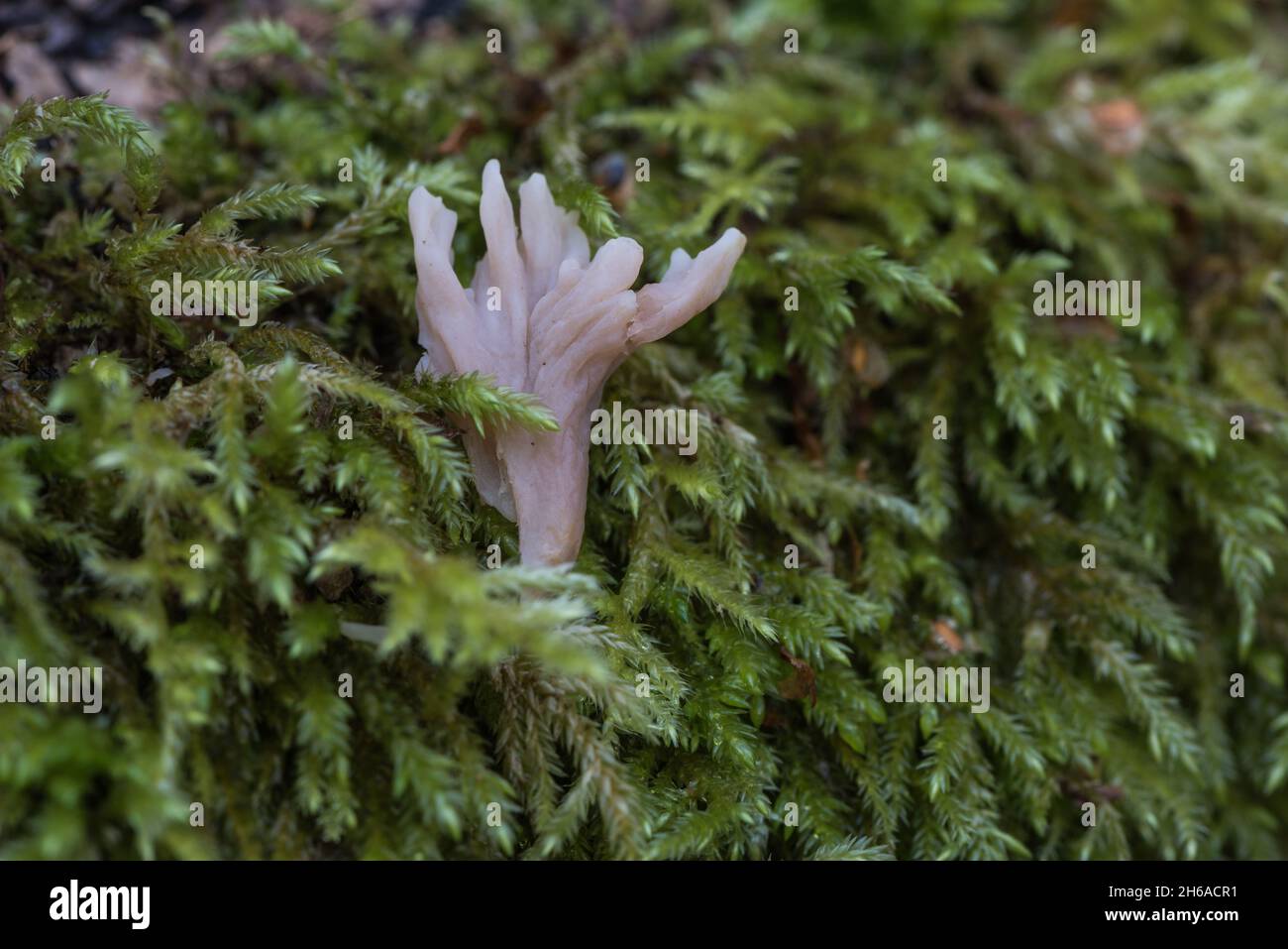 Crest Coral (Clavulina coralloides) fungus.  Mycokey AI points to this species and it fits the book descriptions. Stock Photo