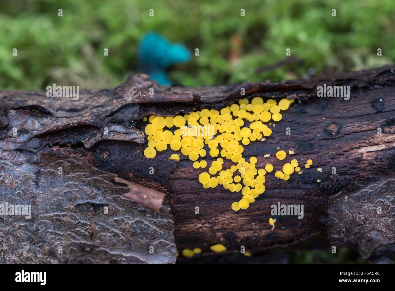 Bright yellow discs of the Lemon Disco (Calycina citrina) fungus Stock Photo