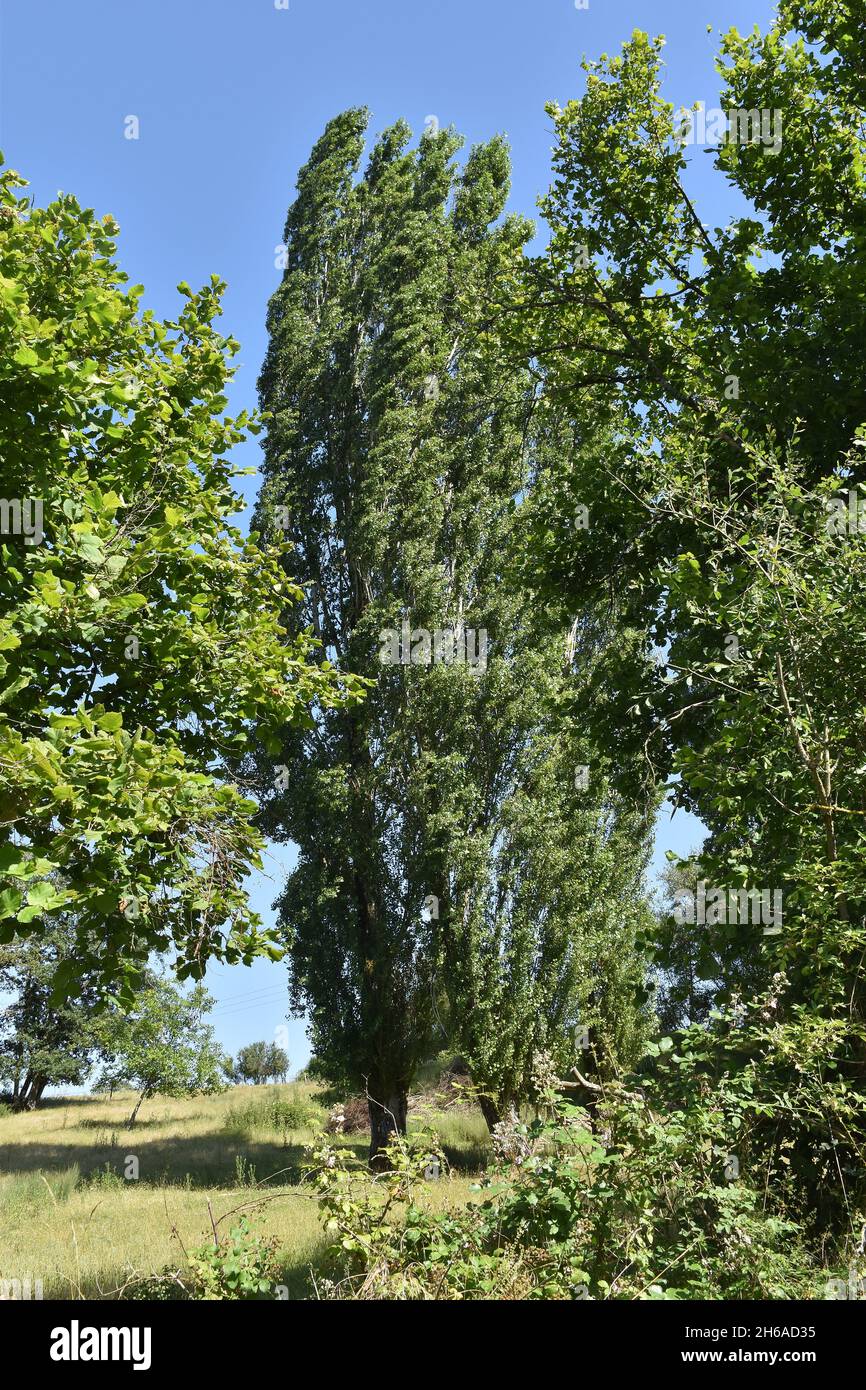 Two tall slender trees, Black Poplars (?) between two other species near the edge of a field just outside the town of Montmorillon, France Stock Photo