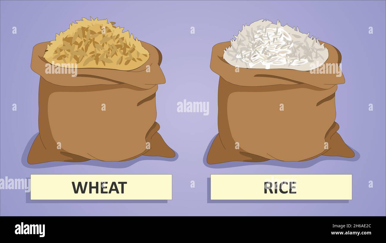 Wheat and Rice stack Stock Vector Image & Art Alamy