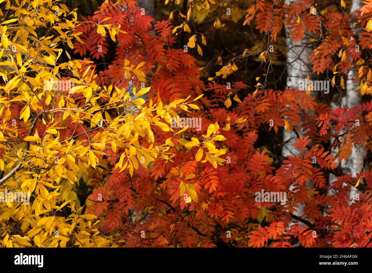 Colorful red Rowan tree leaves and yellow Silver birch and Willow tree leaves in autumnal Finland. Stock Photo