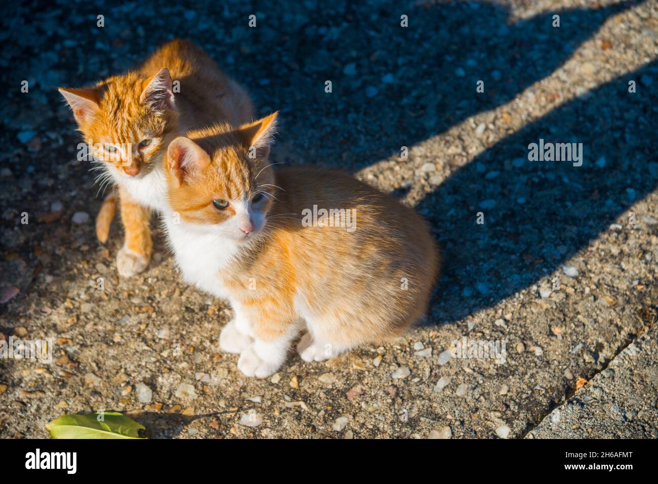 Two tabby and white kittens sitting Stock Photo - Alamy