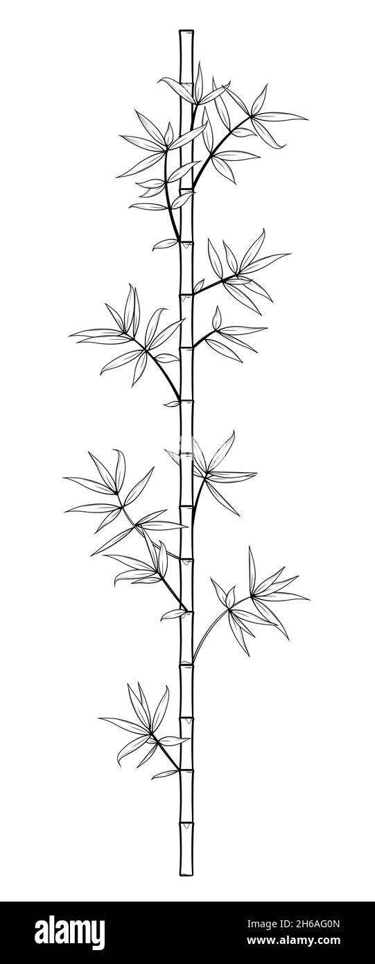 Vector stock illustration of bamboo stick with leafs black and white