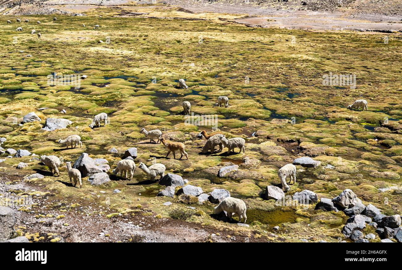 Alpacas in the Peruvian Andes Stock Photo - Alamy
