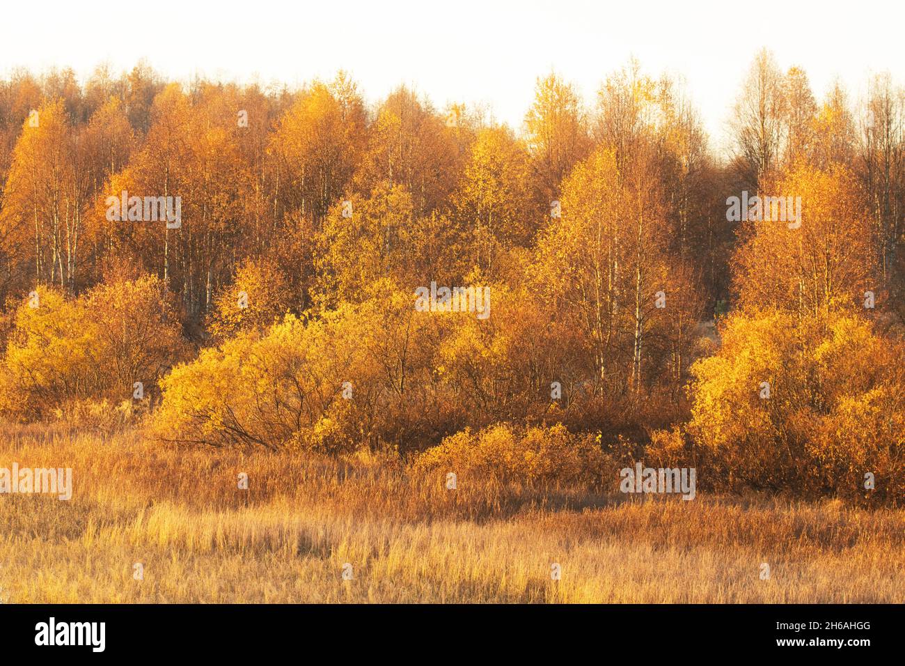 Colorful Birch trees during autumn foliage in Northern Finland. Stock Photo
