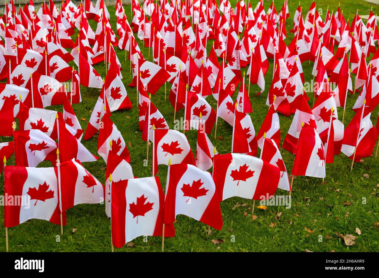 Canadian flags on display ahead of Remembrance Day, November 11, Ontario Canada. Stock Photo