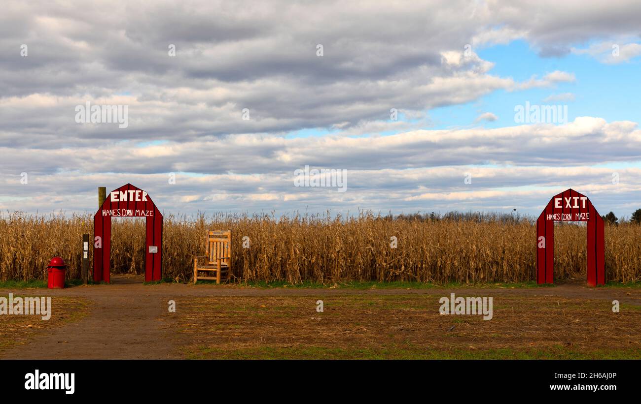 Corn maze entrance and exit on a farm in Ontario Canada. Stock Photo