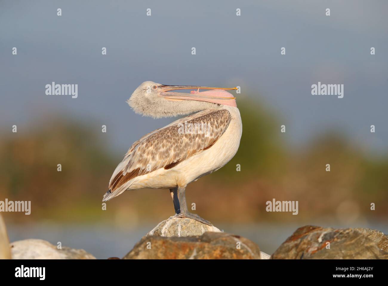 A juvenile Dalmatian pelican (Pelecanus crispus) in spring, perched out of the water by Lake Kerkini in northern Greece Stock Photo