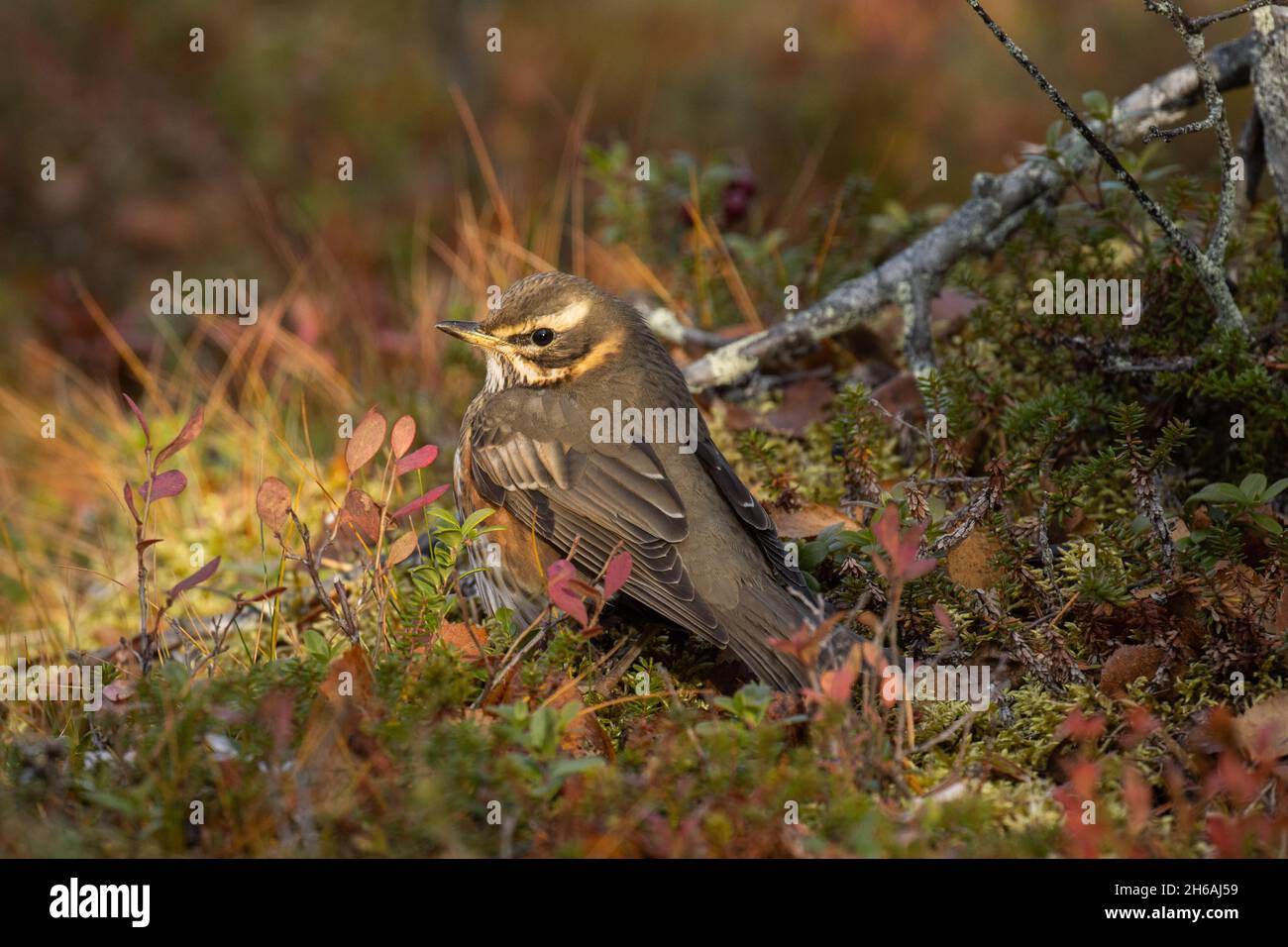 Northern songbird Redwing, Turdus iliacus on the ground in Northern Finland Stock Photo