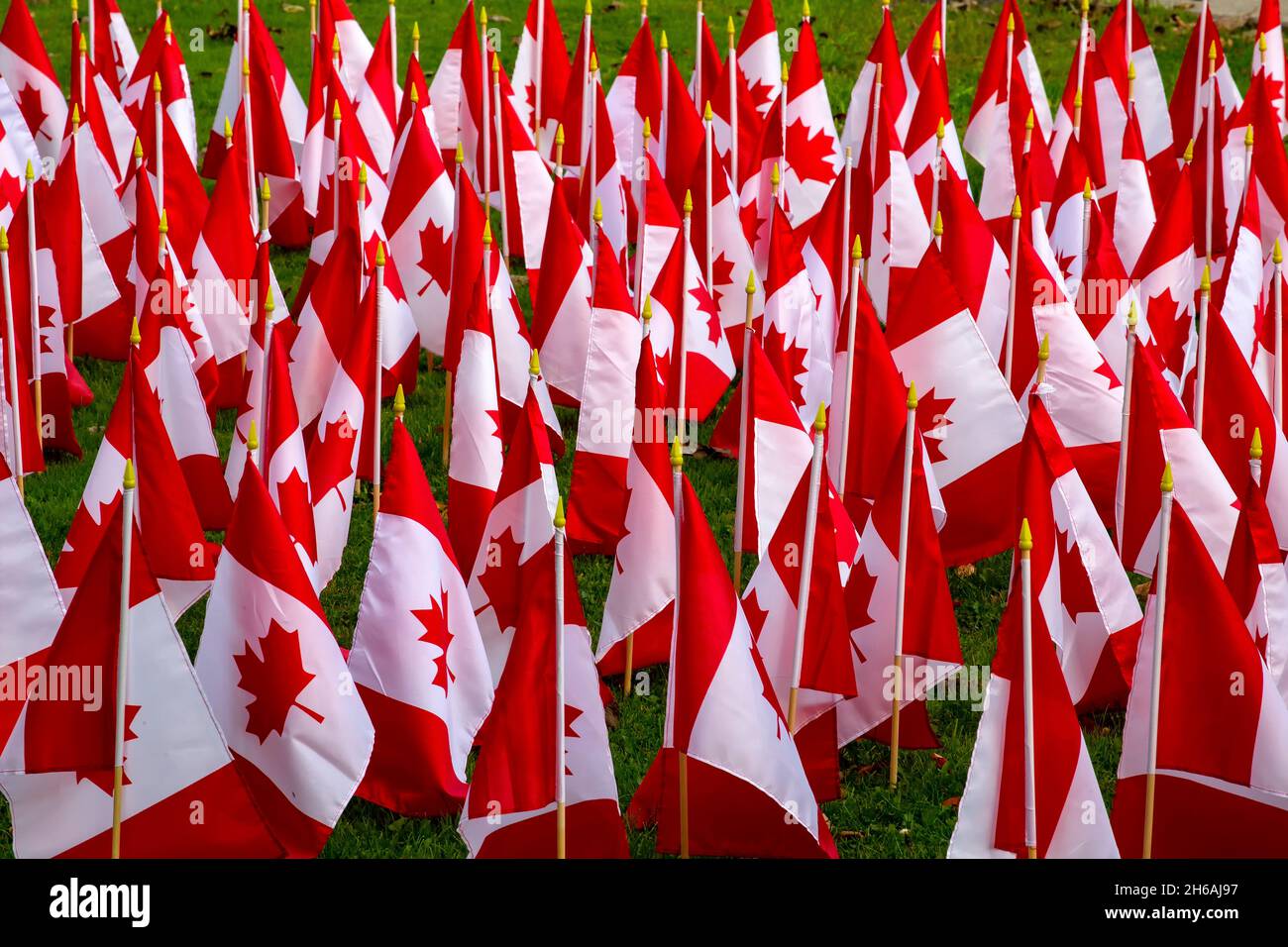 Canadian flags on display ahead of Remembrance Day, November 11, Ontario Canada Stock Photo Alamy