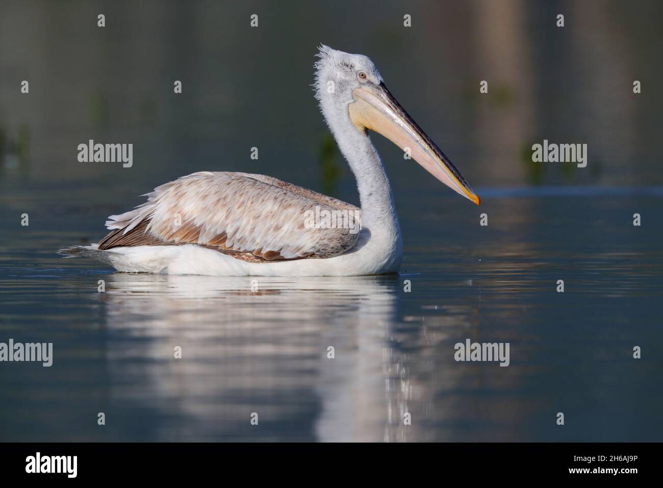 A juvenile Dalmatian pelican (Pelecanus crispus) swimming in Lake Kerkini in northern Greece in spring Stock Photo