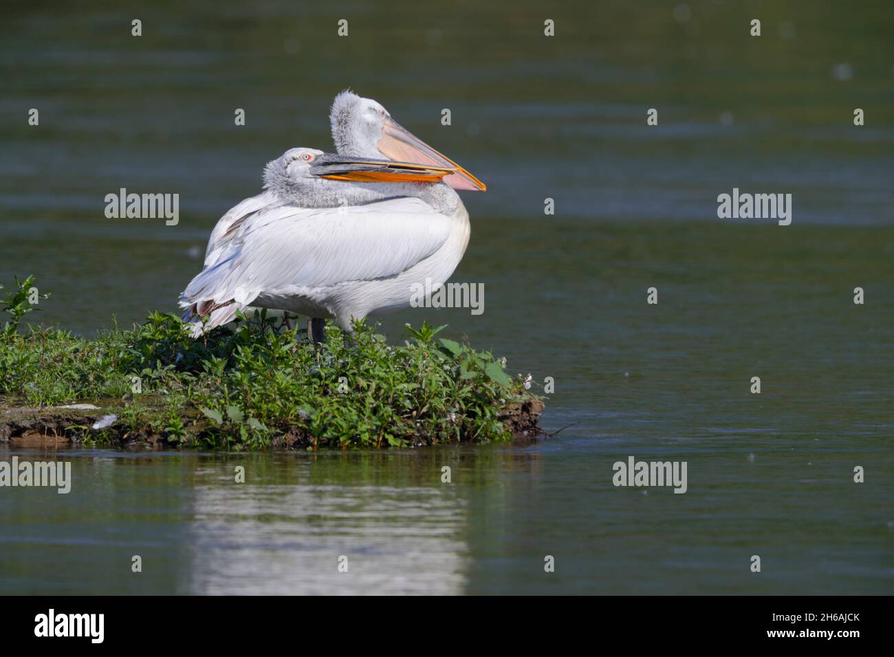 An adult Dalmatian pelican (Pelecanus crispus) in breeding plumage in spring, perched out of the water by Lake Kerkini in northern Greece Stock Photo
