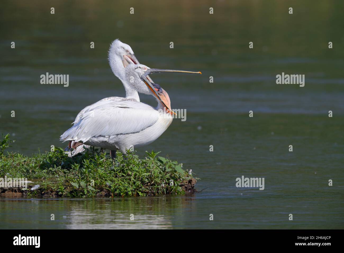 An adult Dalmatian pelican (Pelecanus crispus) in breeding plumage in spring, perched out of the water by Lake Kerkini in northern Greece Stock Photo