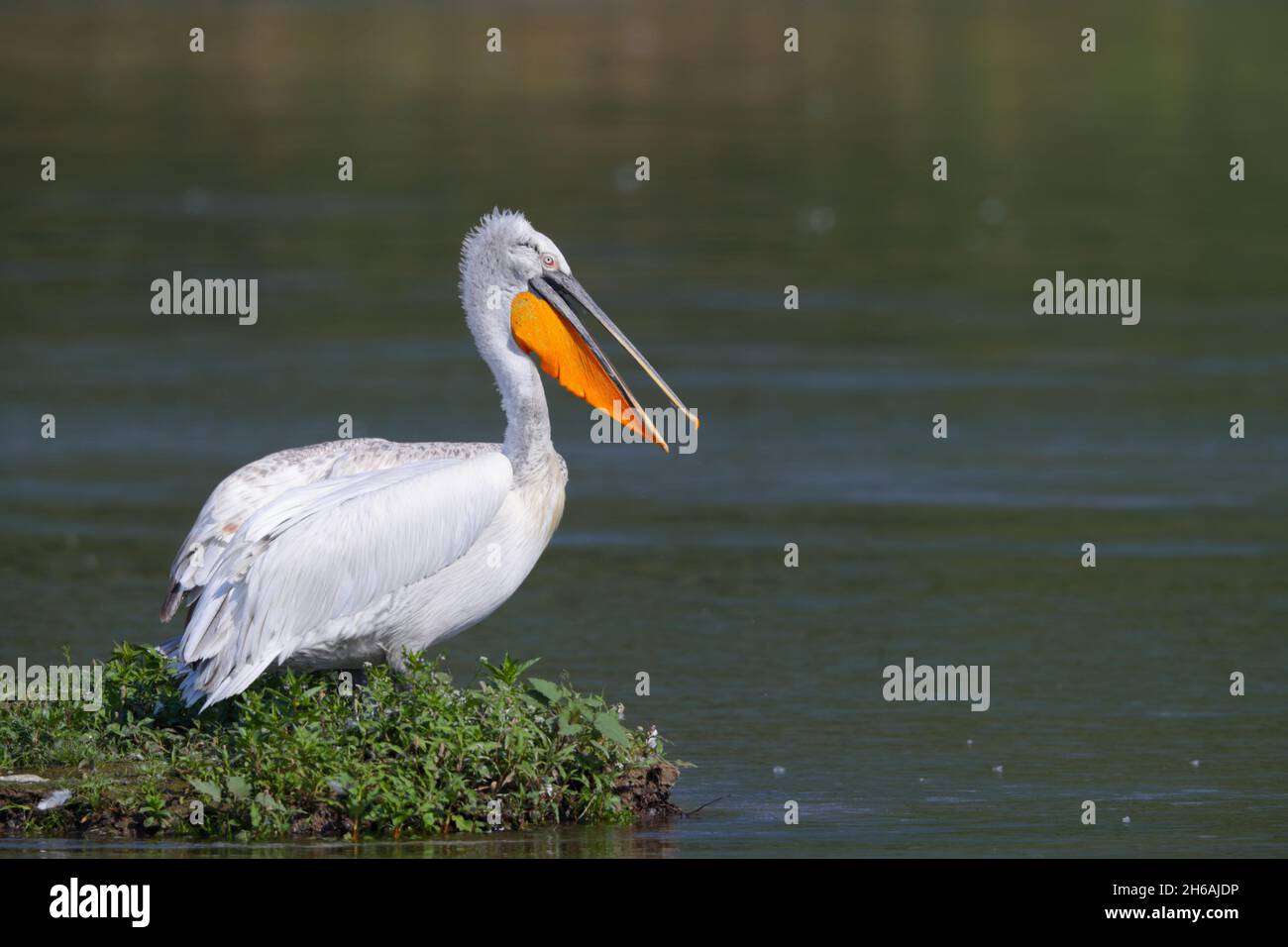 An adult Dalmatian pelican (Pelecanus crispus) in breeding plumage in spring, perched out of the water by Lake Kerkini in northern Greece Stock Photo