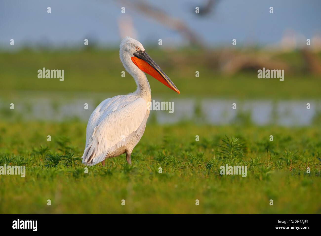 An adult Dalmatian pelican (Pelecanus crispus) in breeding plumage in spring, perched out of the water by Lake Kerkini in northern Greece Stock Photo