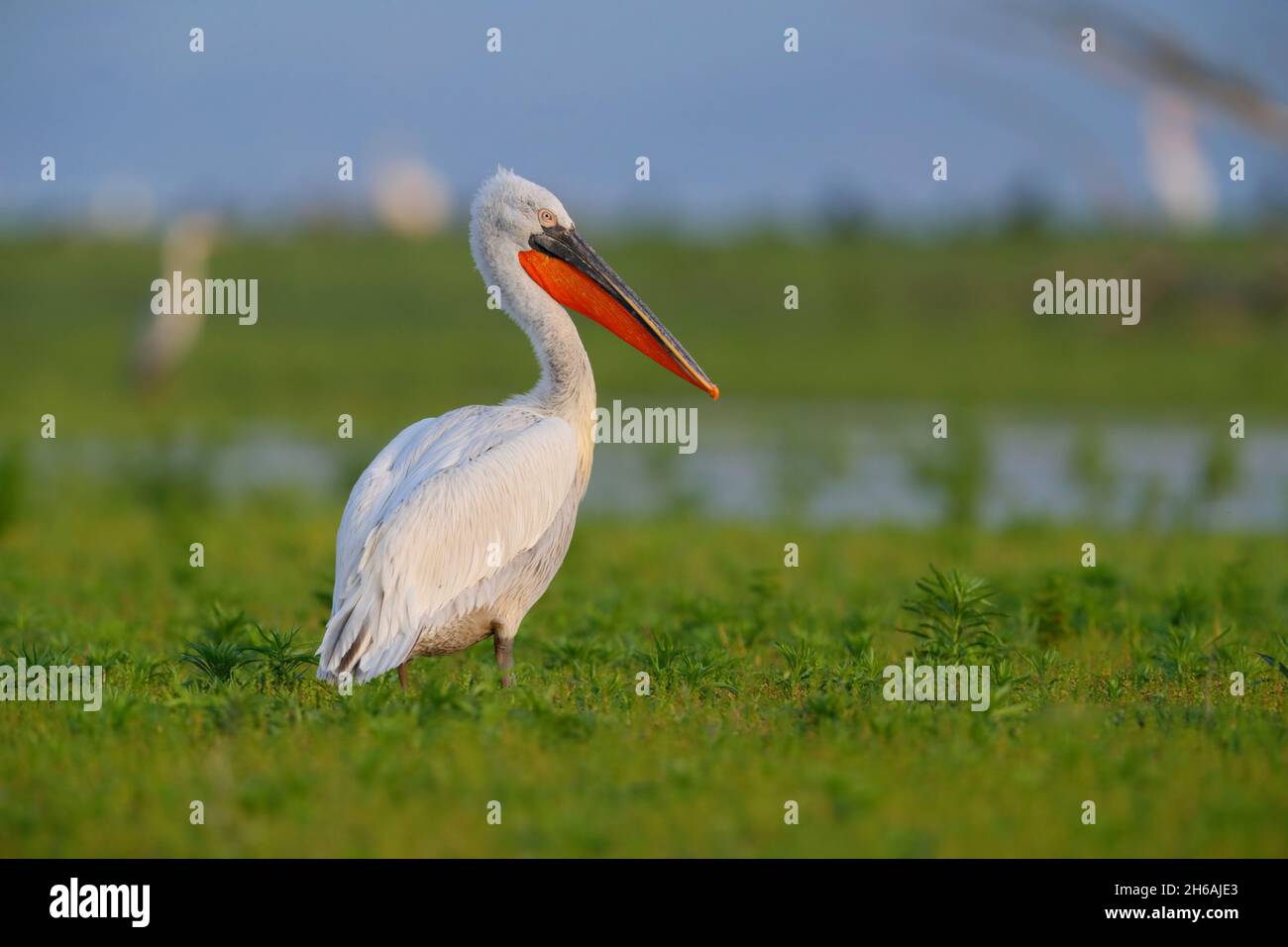 An adult Dalmatian pelican (Pelecanus crispus) in breeding plumage in spring, perched out of the water by Lake Kerkini in northern Greece Stock Photo