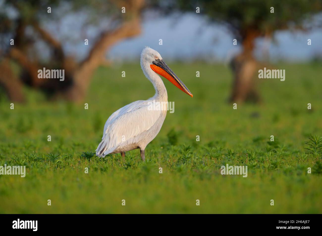 An adult Dalmatian pelican (Pelecanus crispus) in breeding plumage in spring, perched out of the water by Lake Kerkini in northern Greece Stock Photo