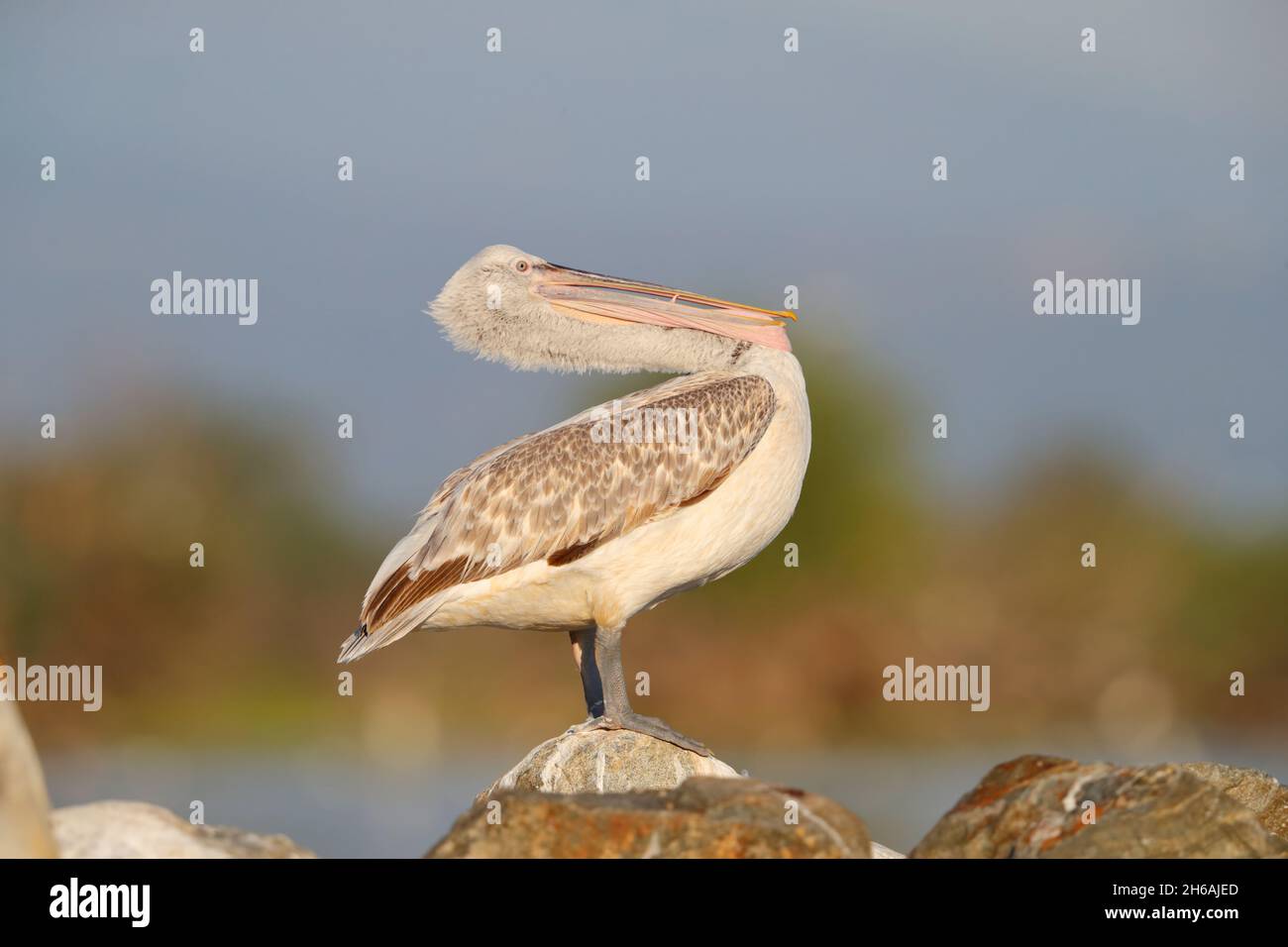 A juvenile Dalmatian pelican (Pelecanus crispus) in spring, perched out of the water by Lake Kerkini in northern Greece Stock Photo