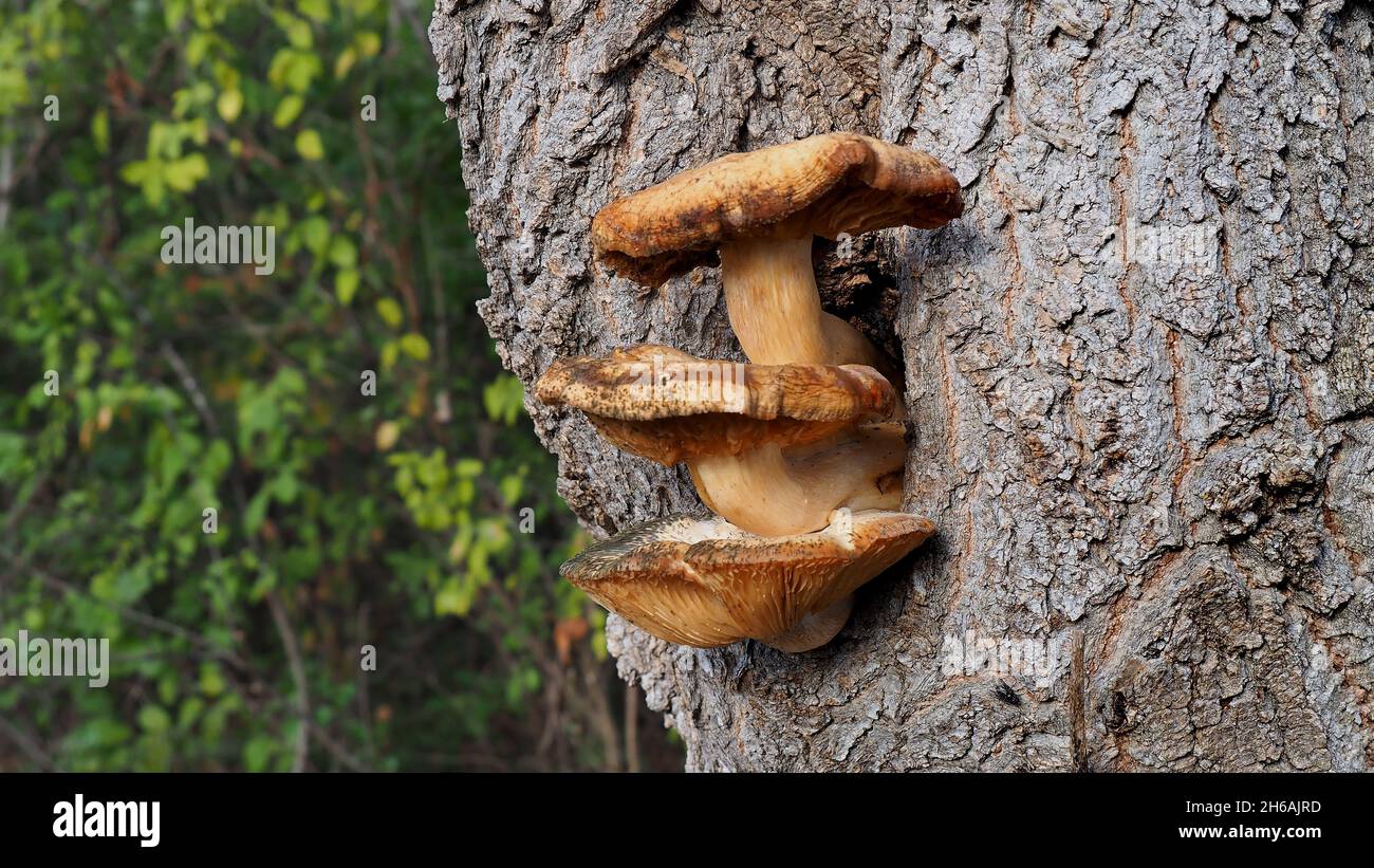 Close-up of three mushrooms growing on a tree trunk that are slowly dying from the cold November weather Stock Photo