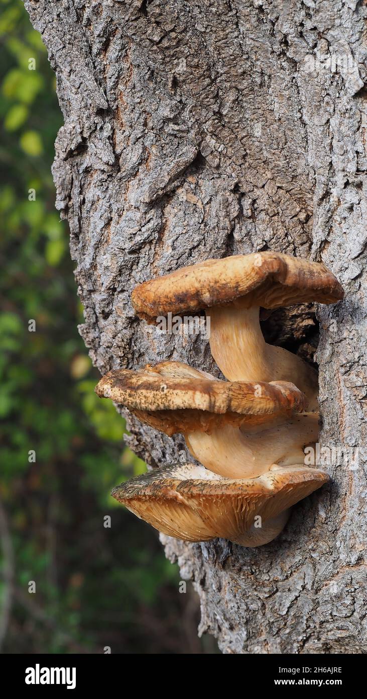 Close-up of three mushrooms growing on a tree trunk that are slowly dying from the cold November weather Stock Photo