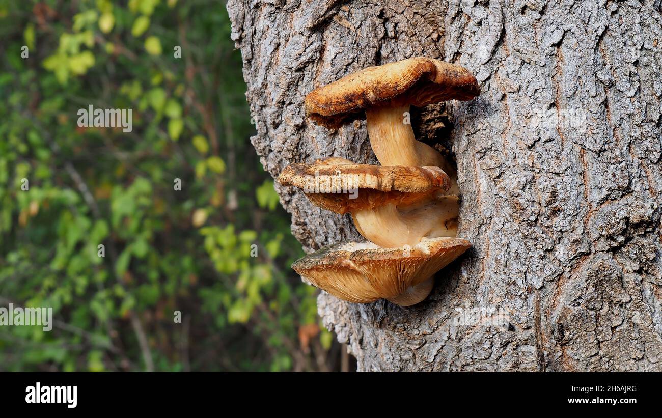 Close-up of three mushrooms growing on a tree trunk that are slowly dying from the cold November weather Stock Photo