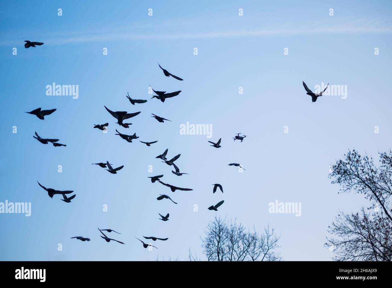 Quadcopter between flying birds on blue sky Stock Photo