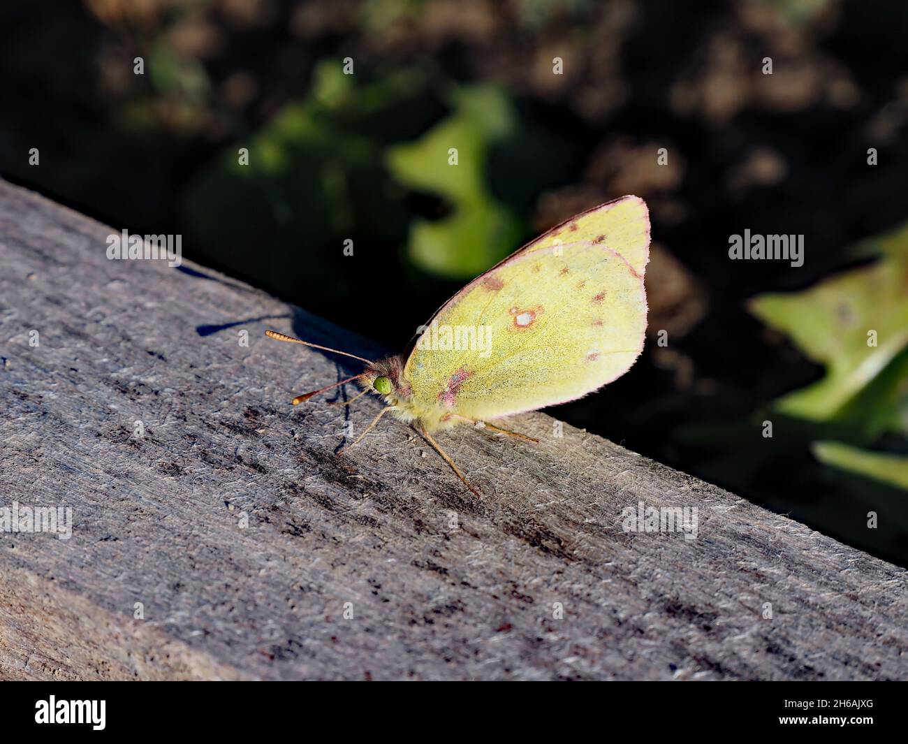 Close-up of a clouded sulphur butterfly resting on a wooden board on a cold autumn morning in November. Stock Photo