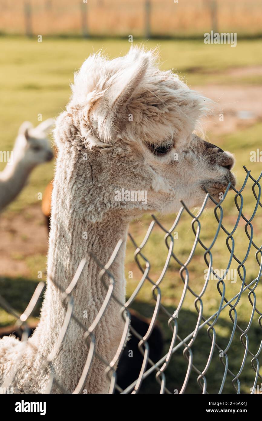 Cute young white alpaca stands in pen on farm. Agricultural industry. Beauty  of nature. Agrotourism. Natural materials. Beautiful animals. Wool and it  Stock Photo - Alamy