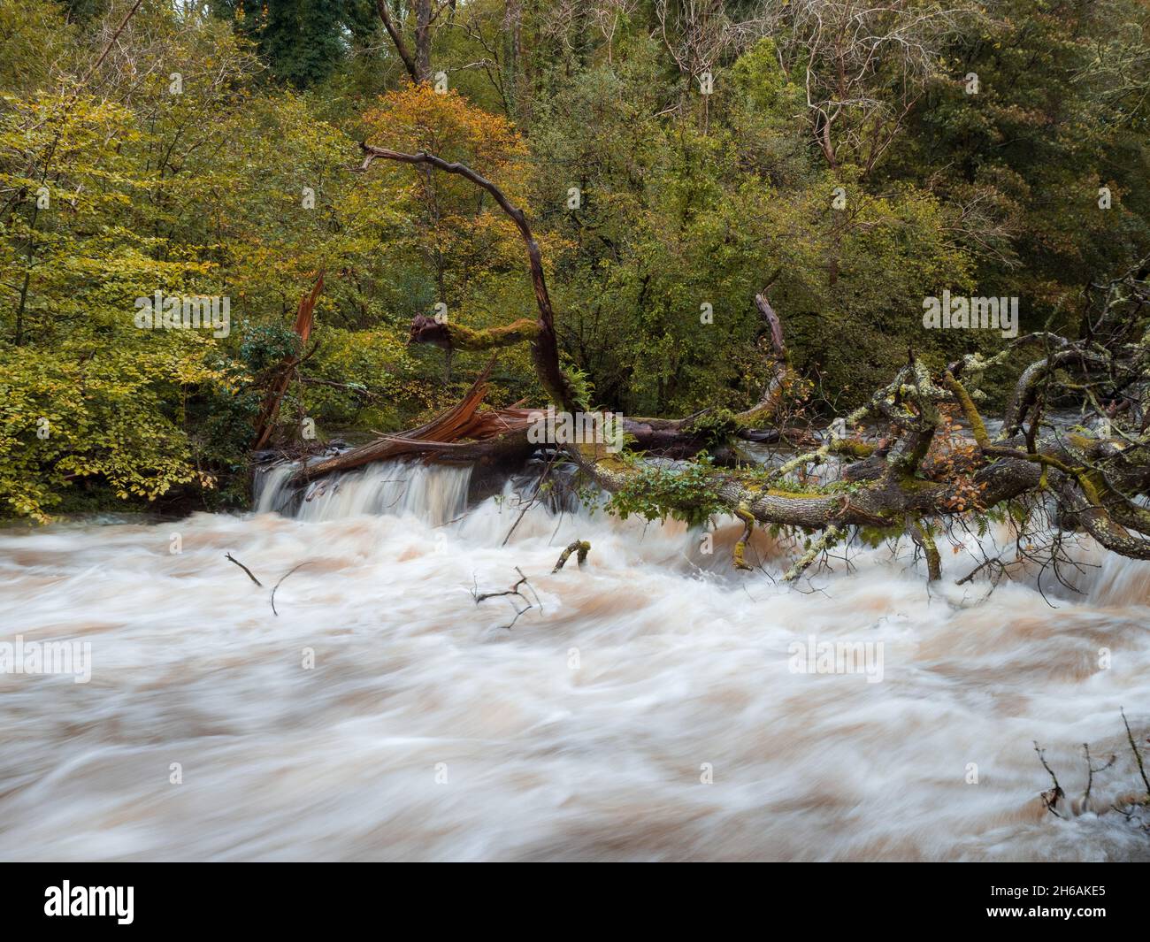 Water surging past a fallen tree in a river swollen with flood water in North Wales Stock Photo