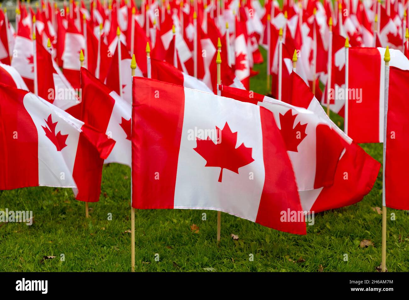 Canadian flags on display ahead of Remembrance Day, November 11, Ontario Canada Stock Photo Alamy
