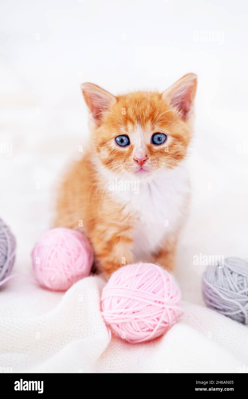 Cute red kitten Cat with pink and grey balls skeins of thread on white bed. vertical Stock Photo