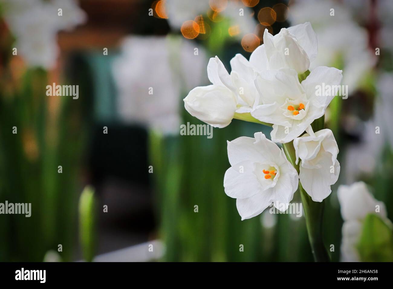 Closeup of paper white narcissus flowers blooming Stock Photo