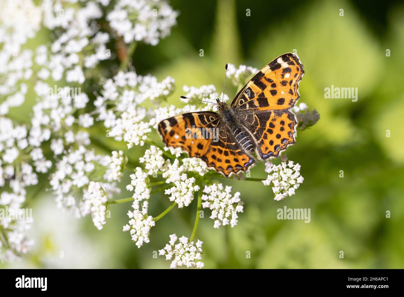 Araschnia levana, Map Butterfly, on wild carrot flower. Spring brood. Stock Photo