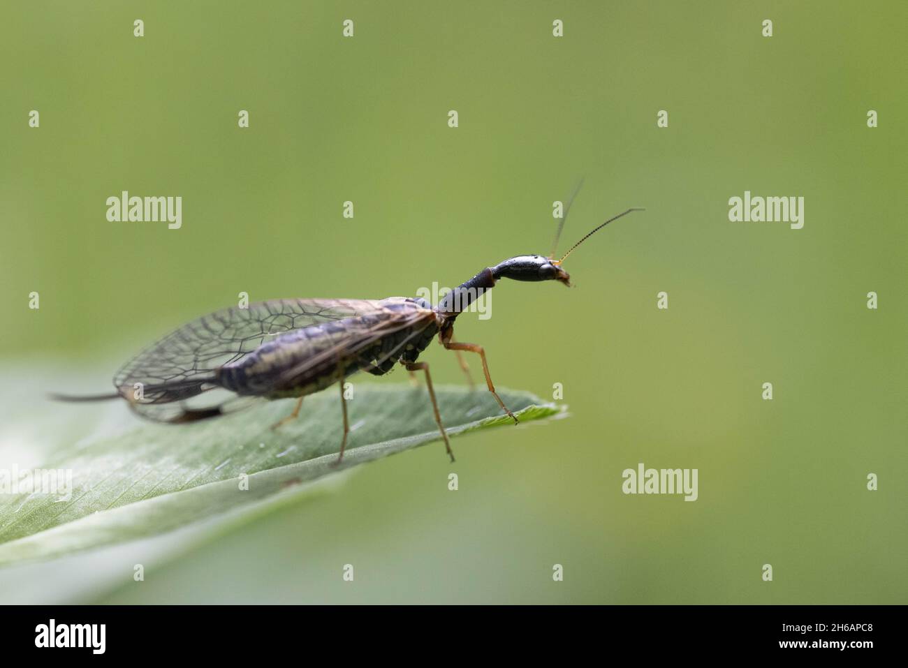 Snakefly, Phaeostigma major Stock Photo